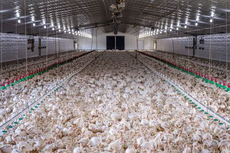 Modern poultry farm facility interior